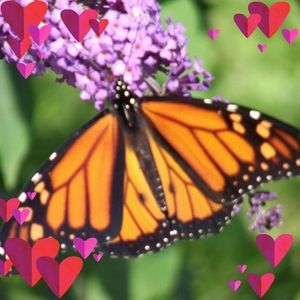 Meet your Posher, Cheryl